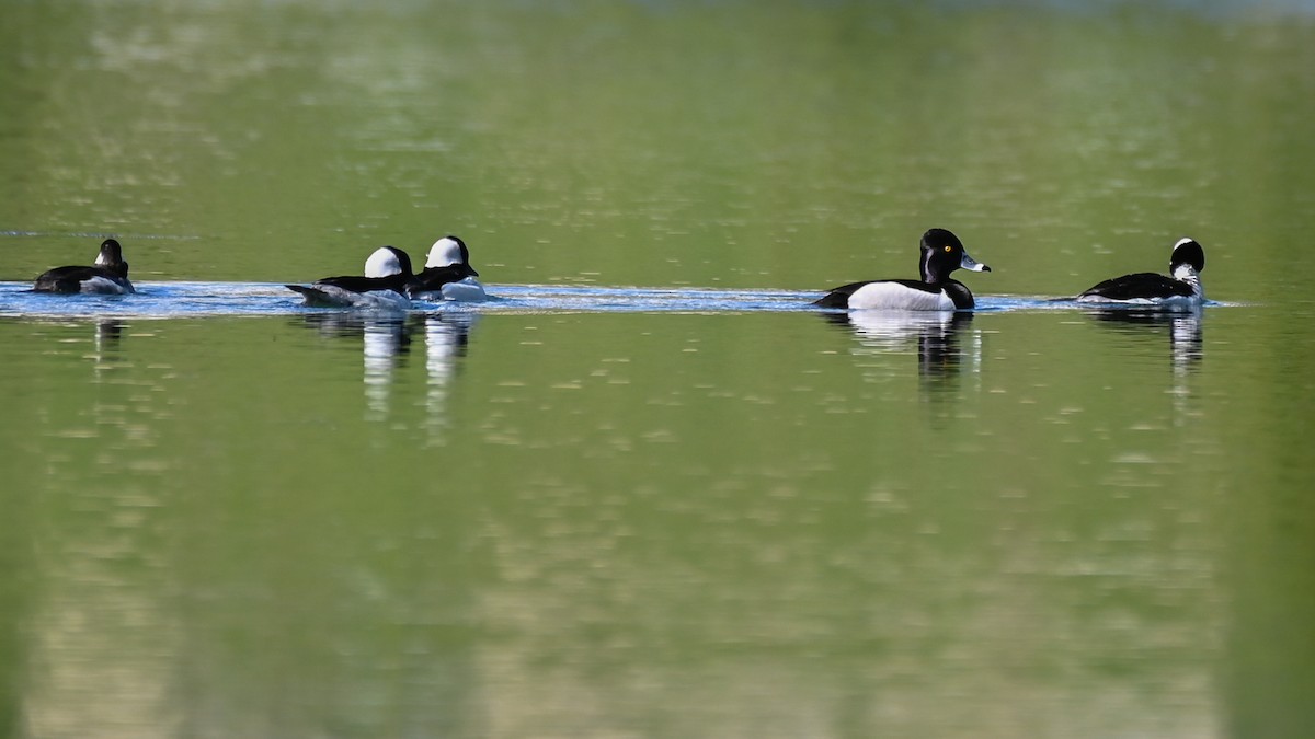 Ak Yanaklı Ördek - ML652304793