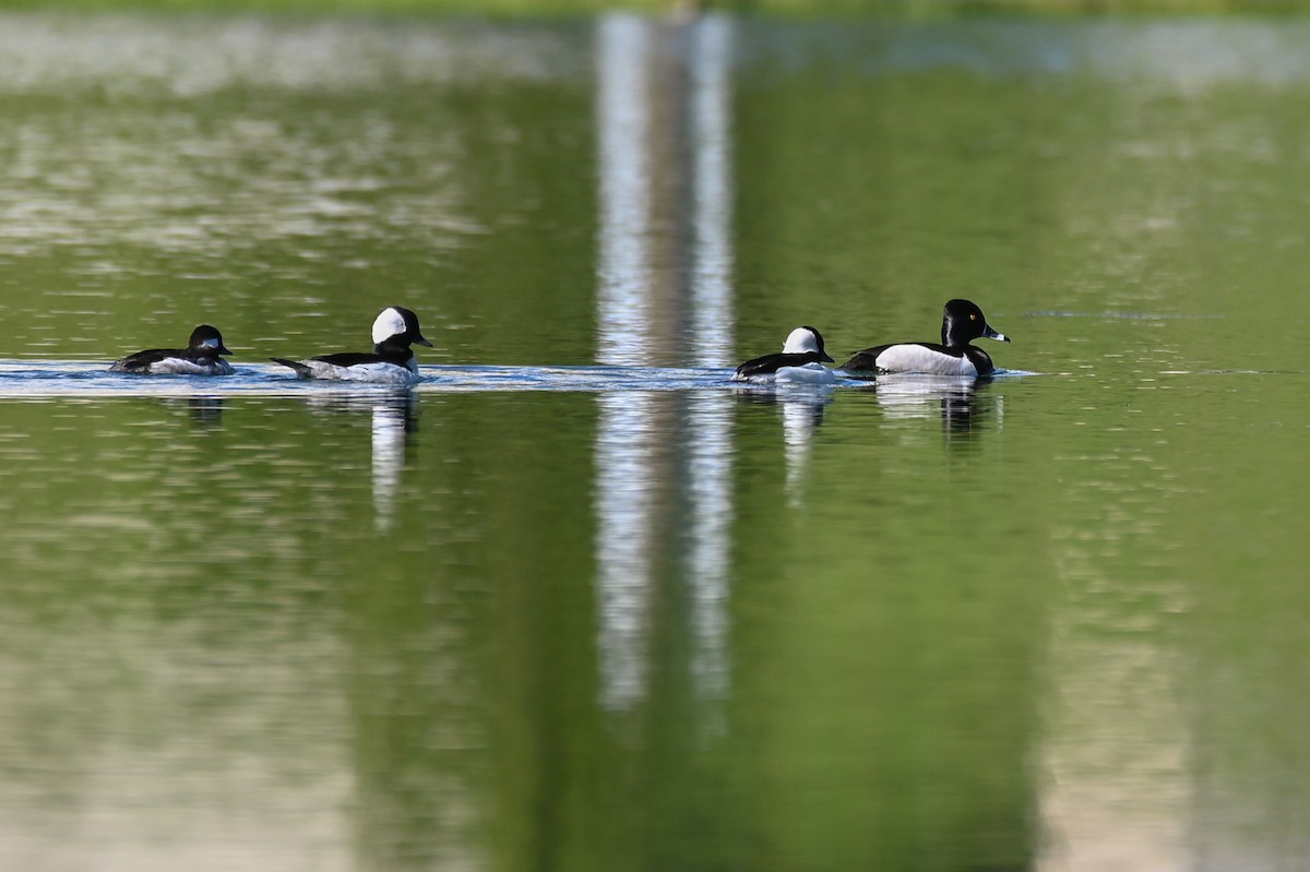 Ak Yanaklı Ördek - ML652304794