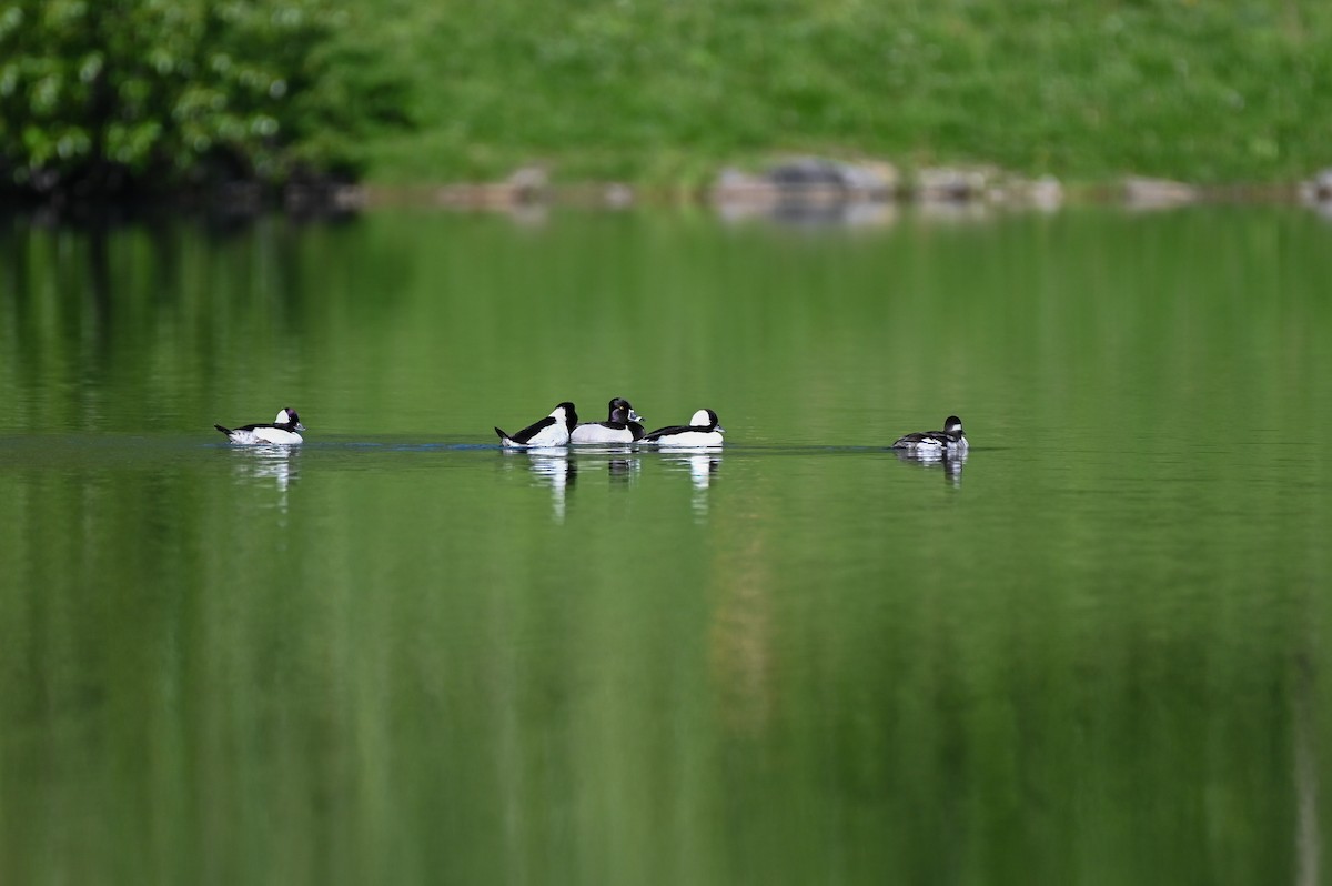 Ak Yanaklı Ördek - ML652304795