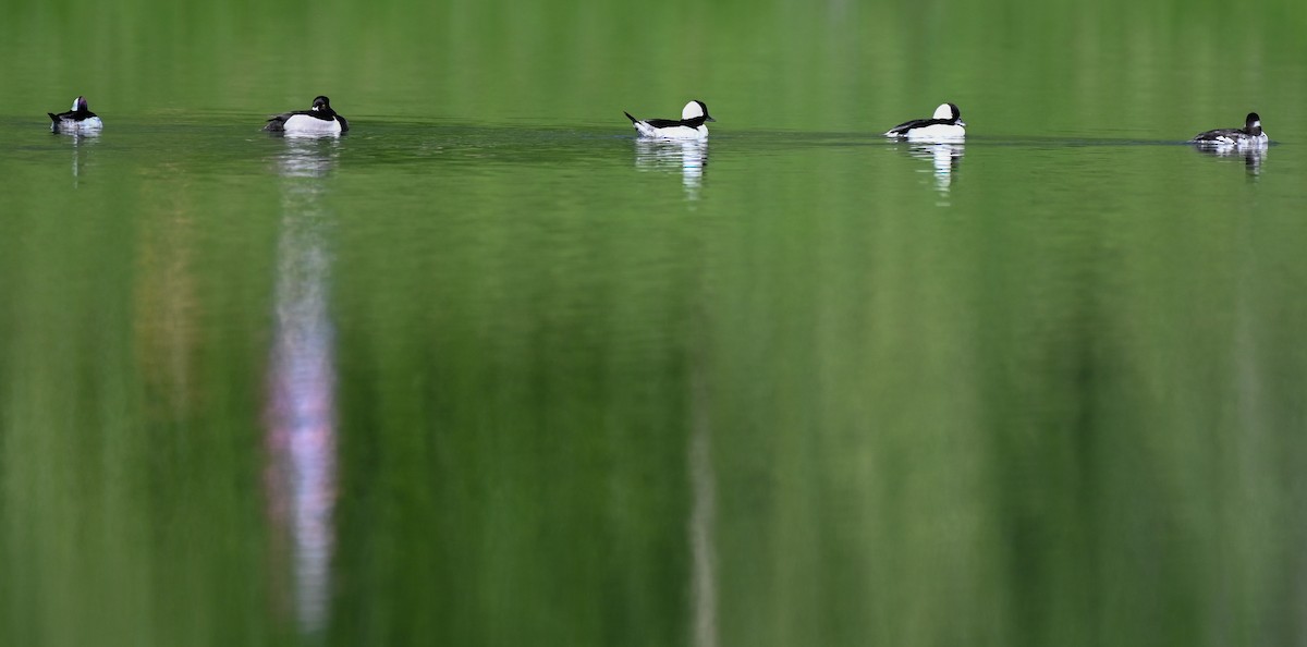 Ak Yanaklı Ördek - ML652304799