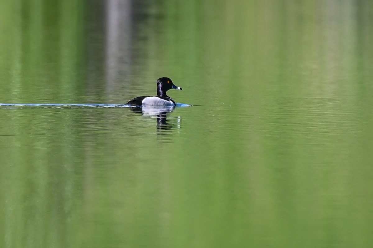 Halkalı Patka - ML652304893