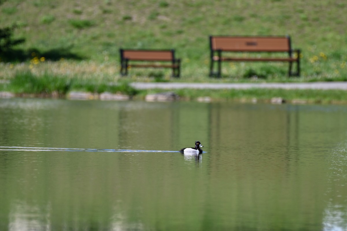 Halkalı Patka - ML652304894