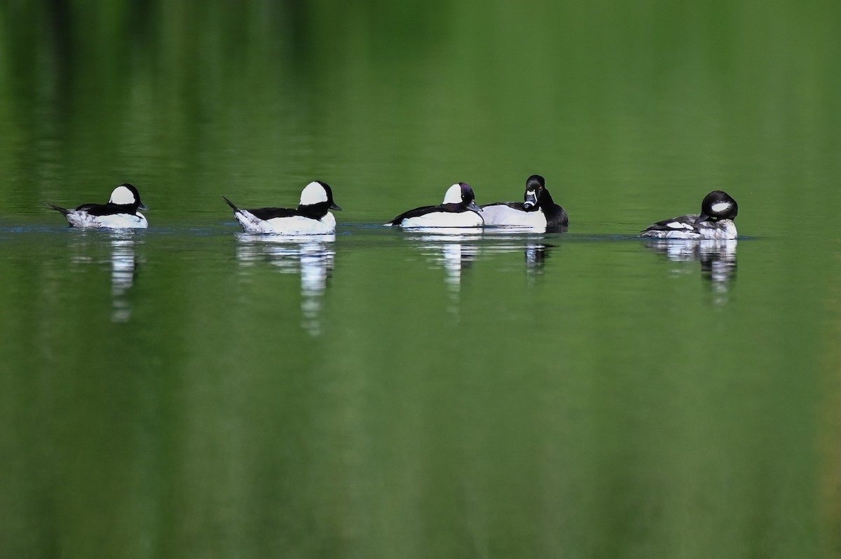 Halkalı Patka - ML652304920