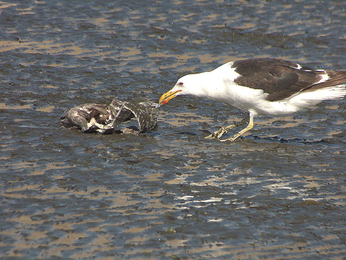 Kelp Gull - ML652306743