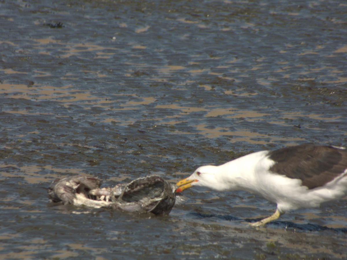 Kelp Gull - ML652306797