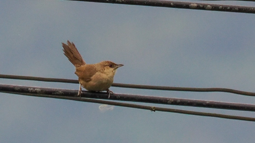 Plain Thornbird - ML652306840