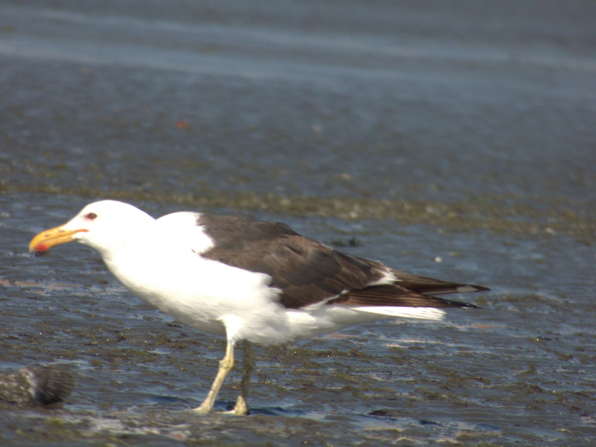Kelp Gull - ML652306852
