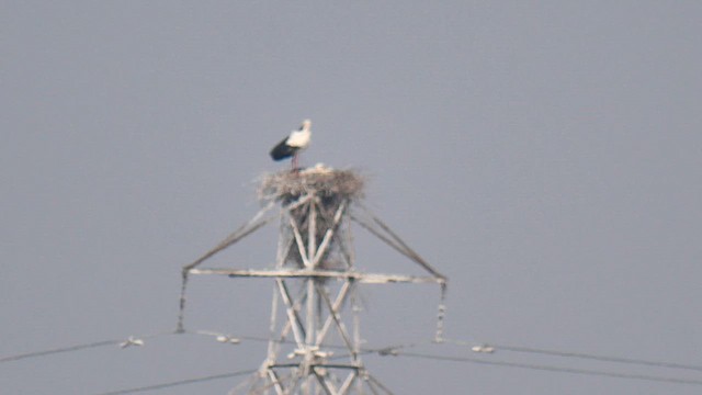 Oriental Stork - ML652306855