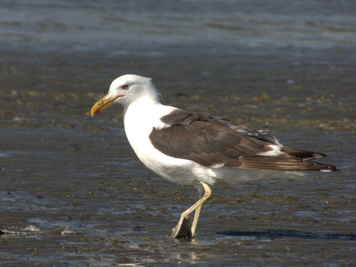 Kelp Gull - ML652307089
