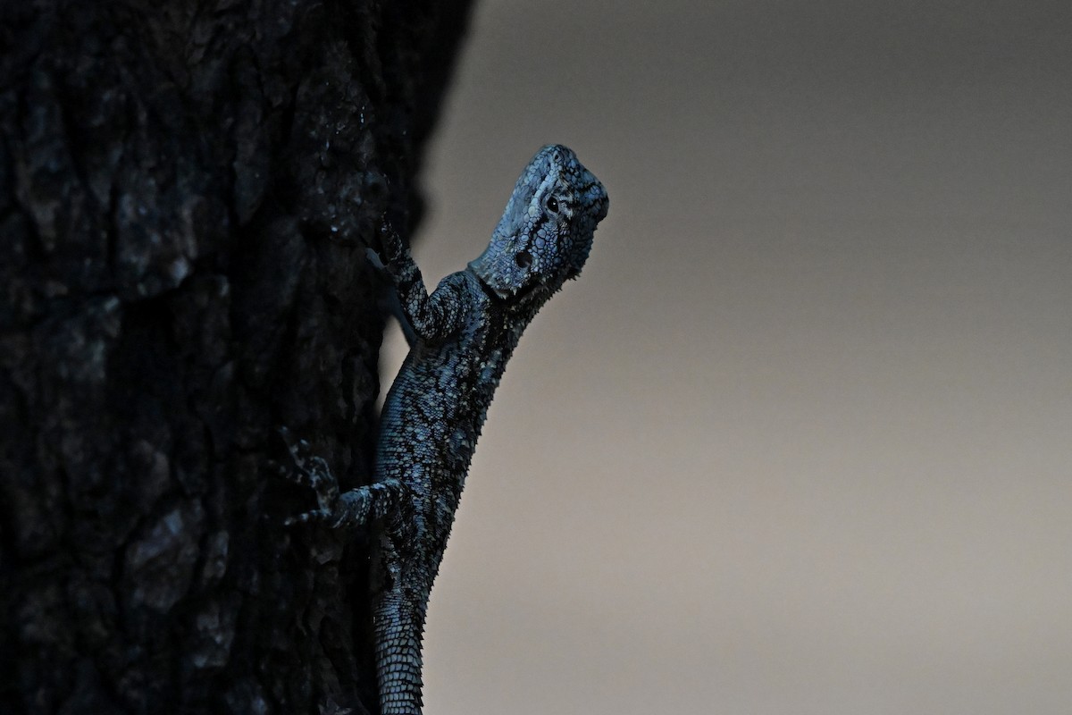 Southern Tree Agama - ML652307147