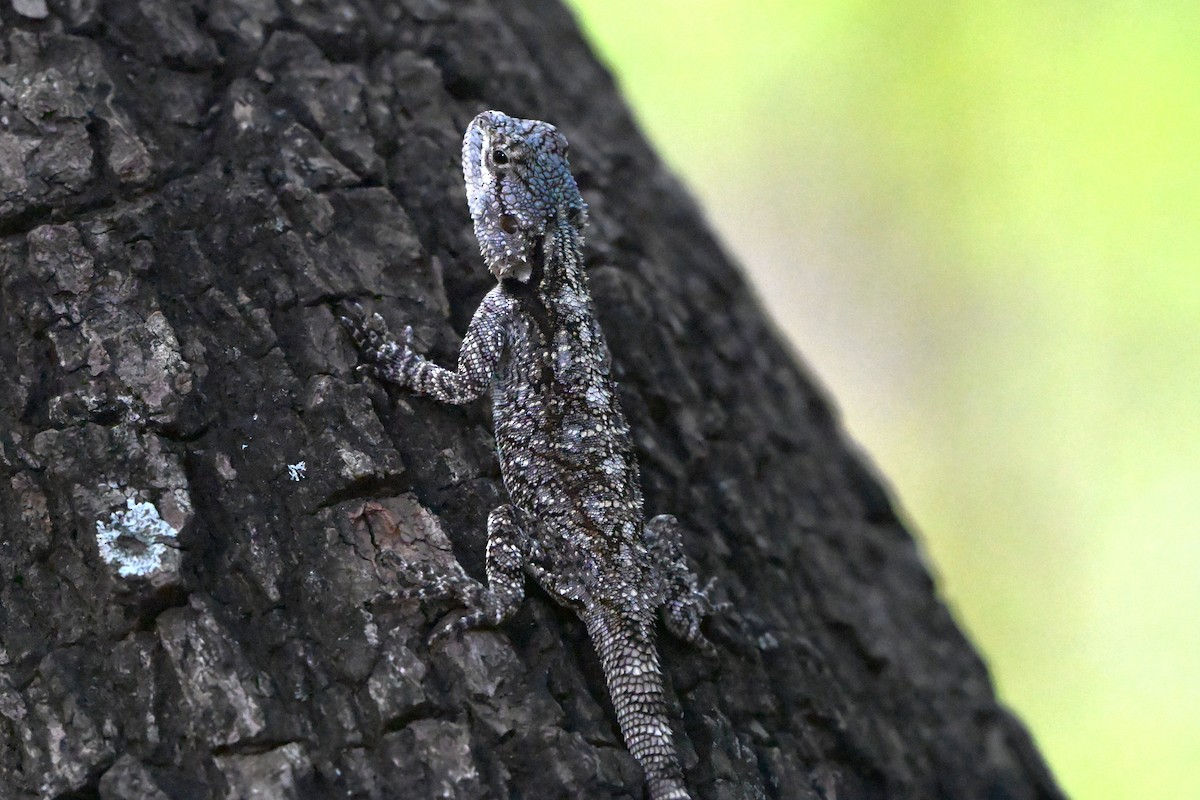 Southern Tree Agama - ML652307148
