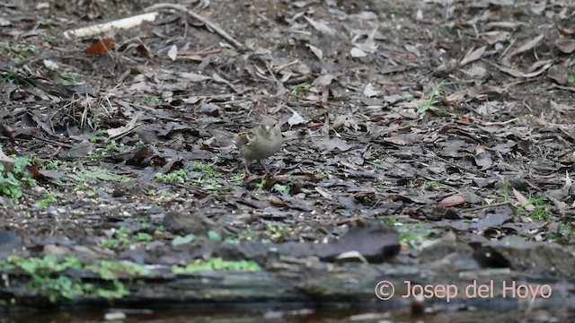 家麻雀 - ML652307190