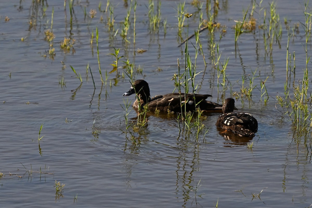 Ahate beltza - ML652307196