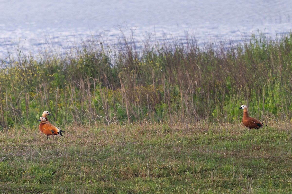 Angıt - ML652307375