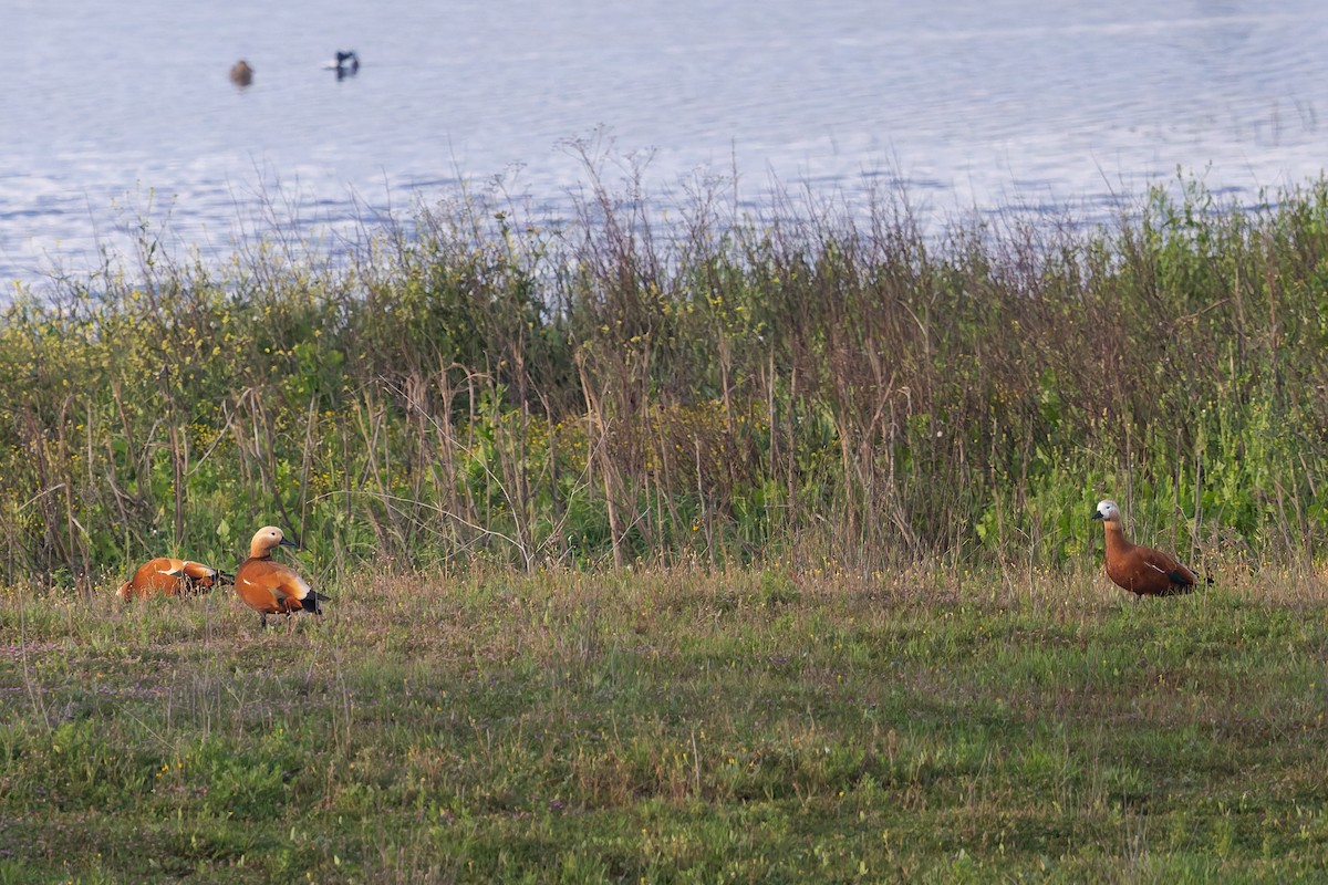 Angıt - ML652307376