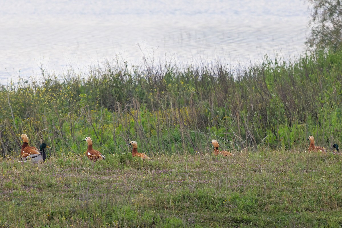 Angıt - ML652307377