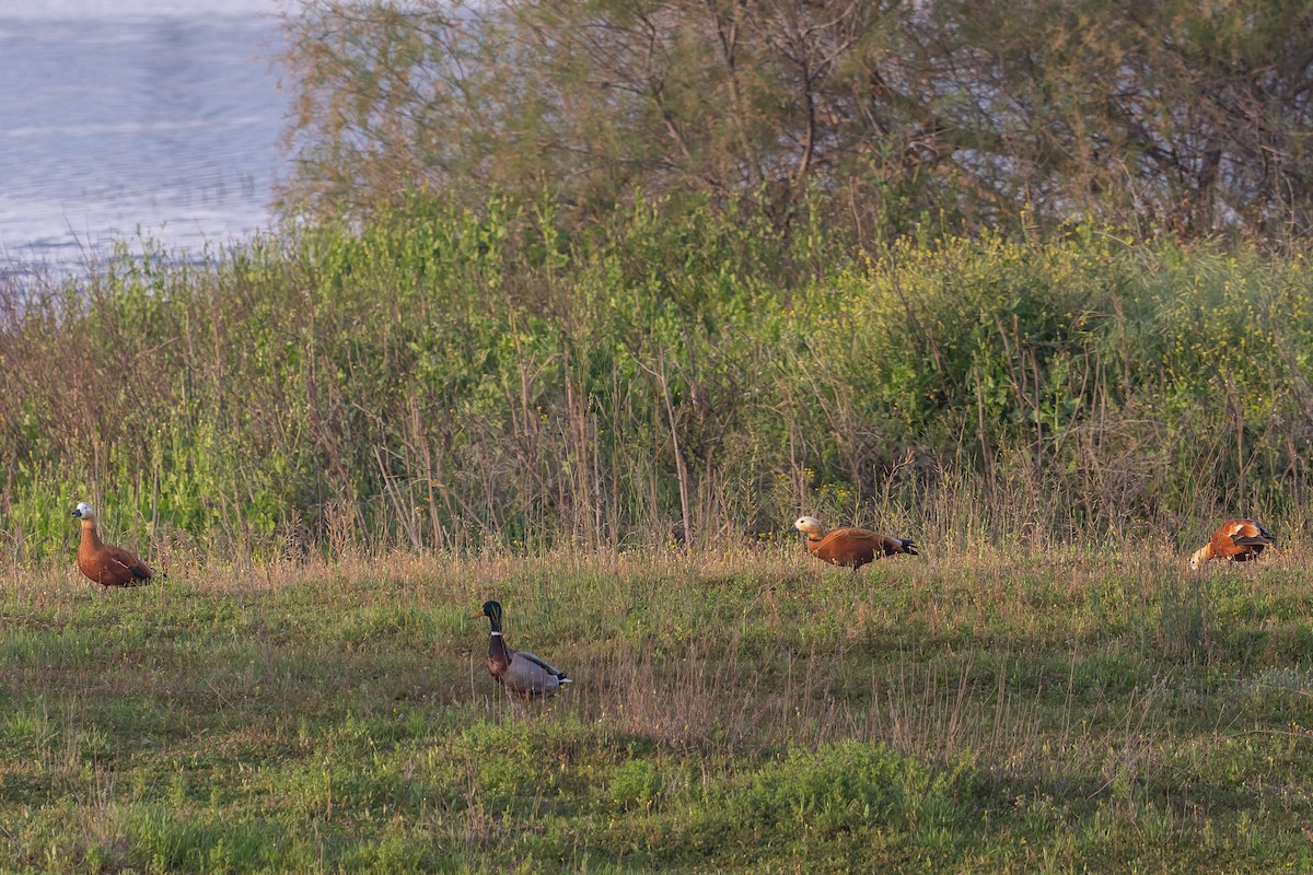 Angıt - ML652307378