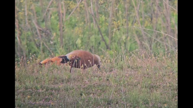 Angıt - ML652307452