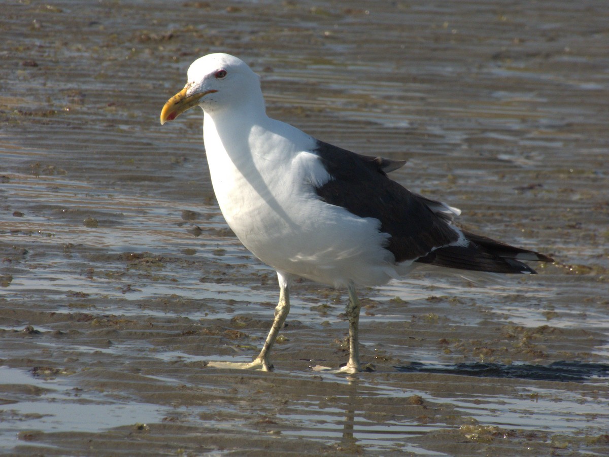 Kelp Gull - ML652307611