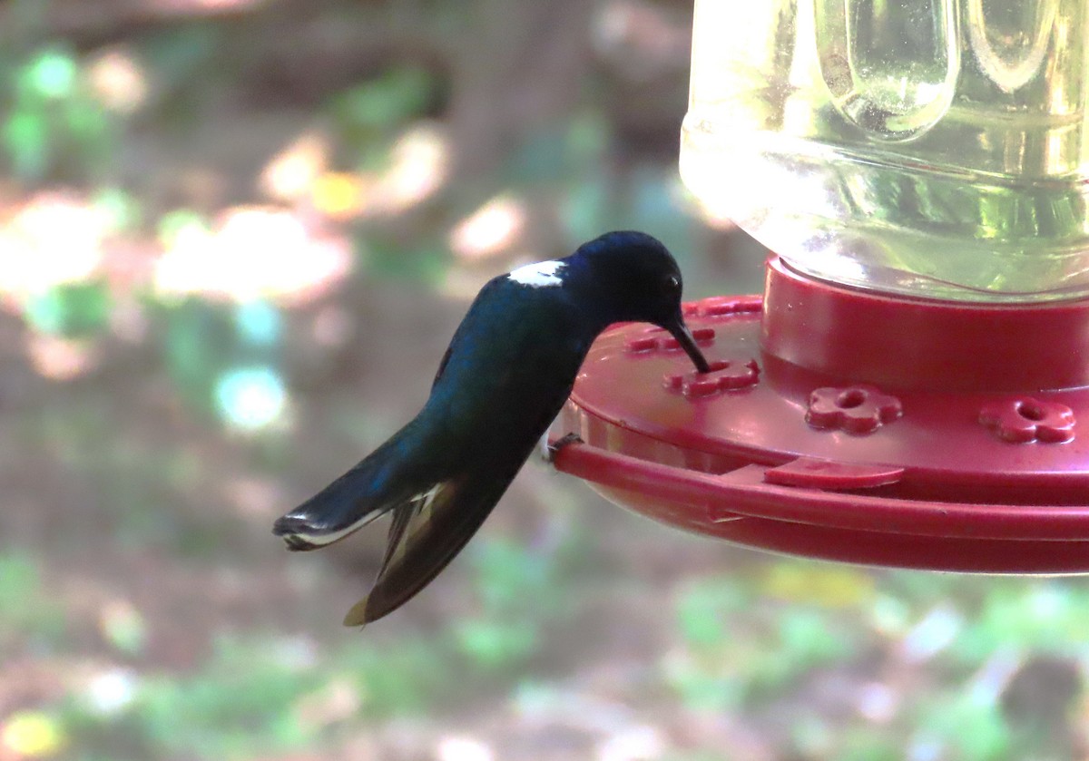 White-necked Jacobin - ML652307618