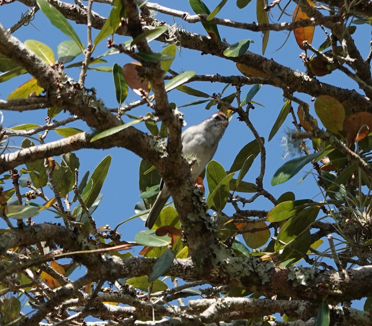 Chipping Sparrow - ML652307750