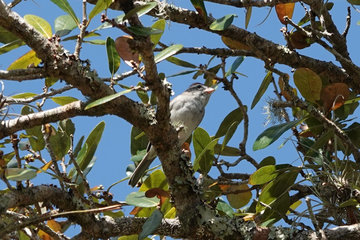 Chipping Sparrow - ML652307760