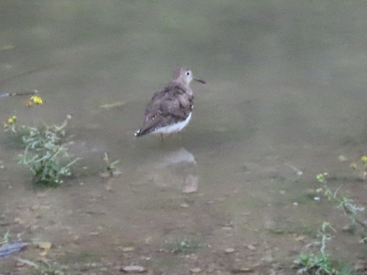 Solitary Sandpiper - ML652307821
