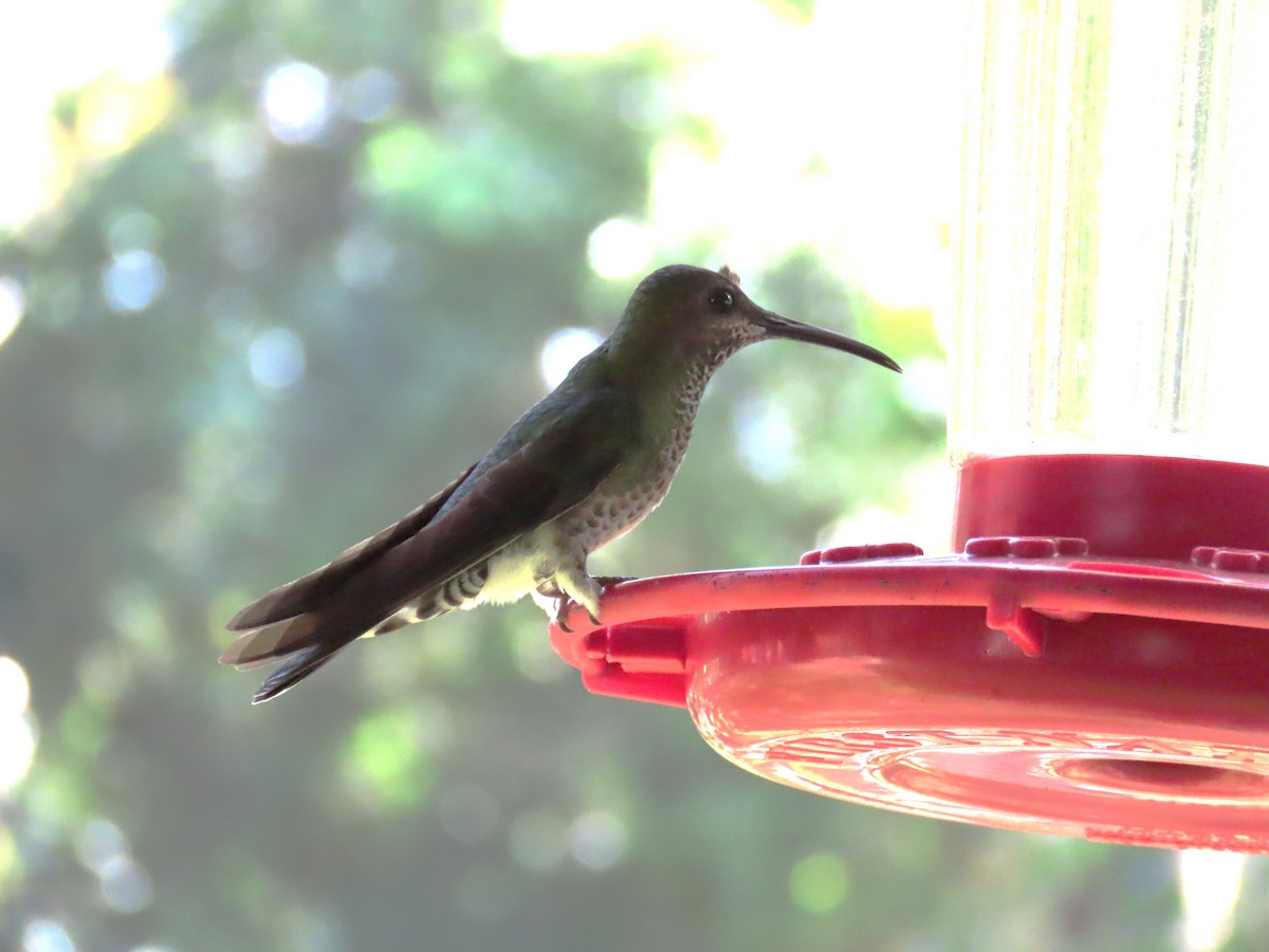 Scaly-breasted Hummingbird - ML652307874