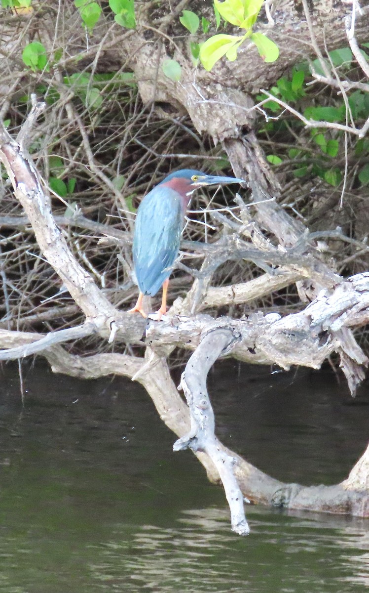 Green Heron - ML652308106