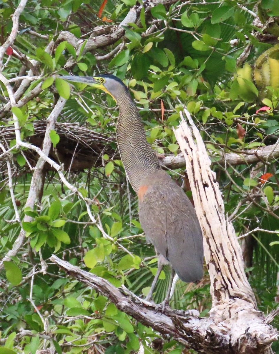 Bare-throated Tiger-Heron - ML652308140
