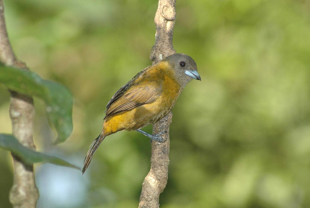 Scarlet-rumped Tanager - ML652308222