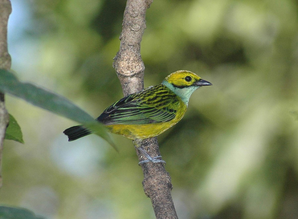 Silver-throated Tanager - ML652308229