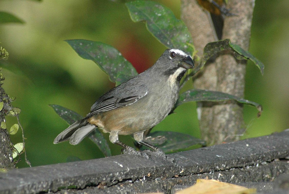 Cinnamon-bellied Saltator - ML652308271