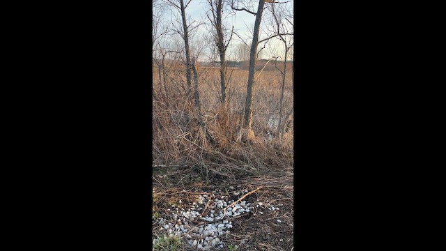 Свистящая квакша - ML652308300