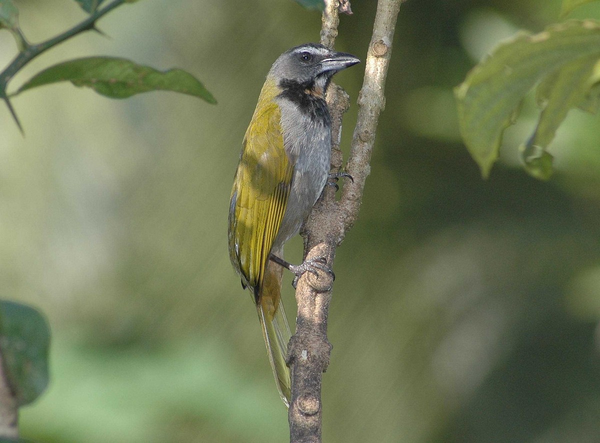 Buff-throated Saltator - ML652308305