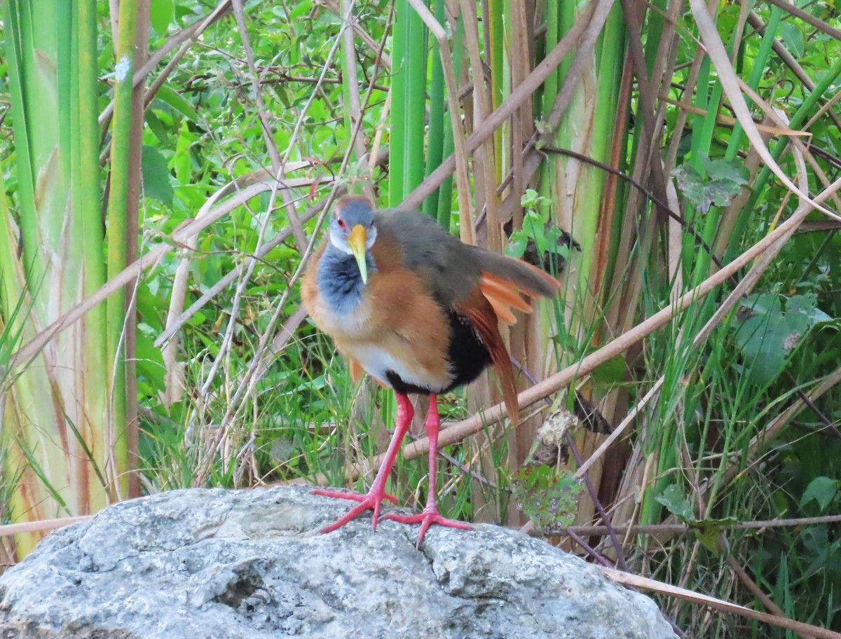 Russet-naped Wood-Rail - ML652308370