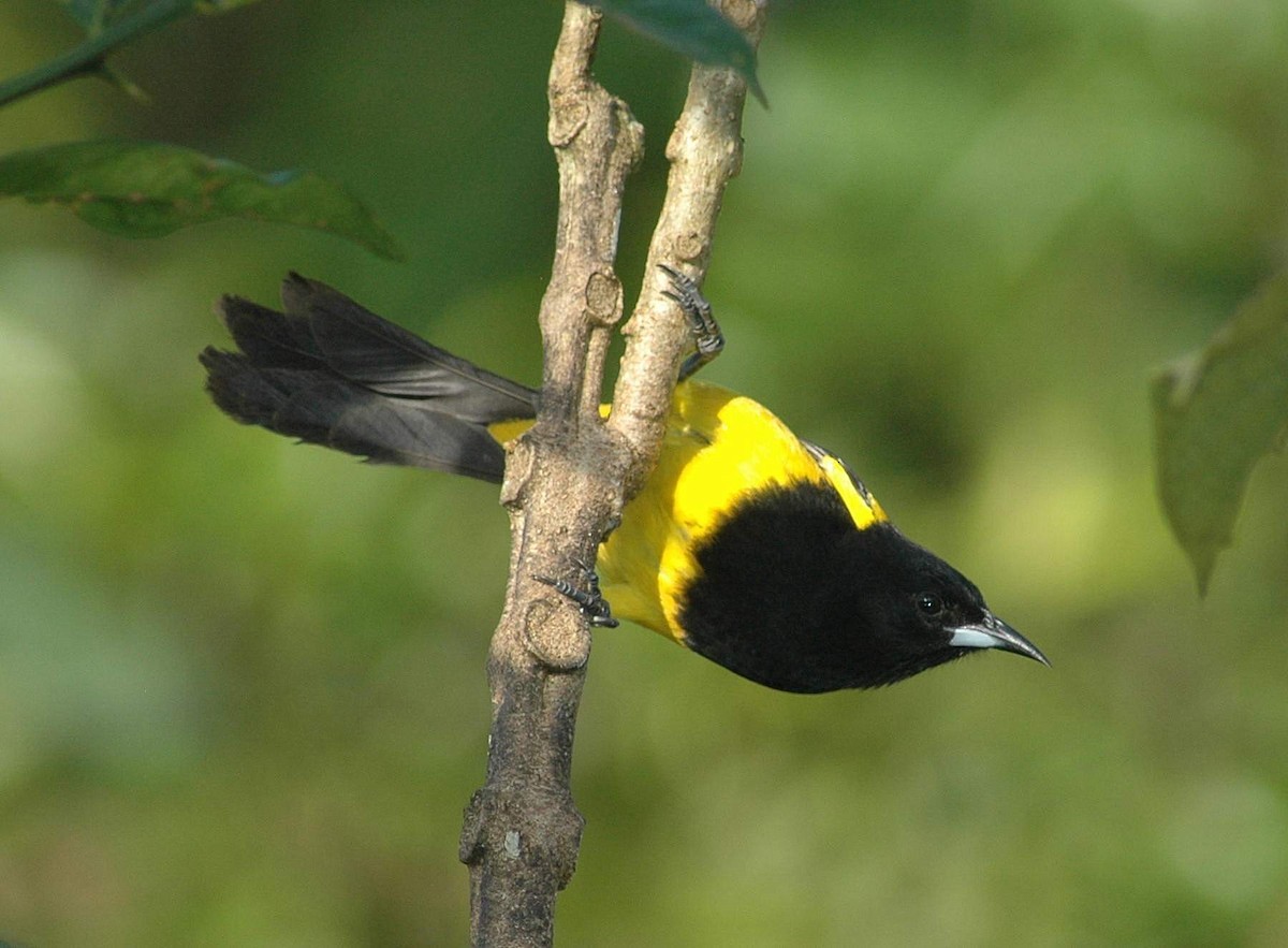 Black-cowled Oriole - ML652308382