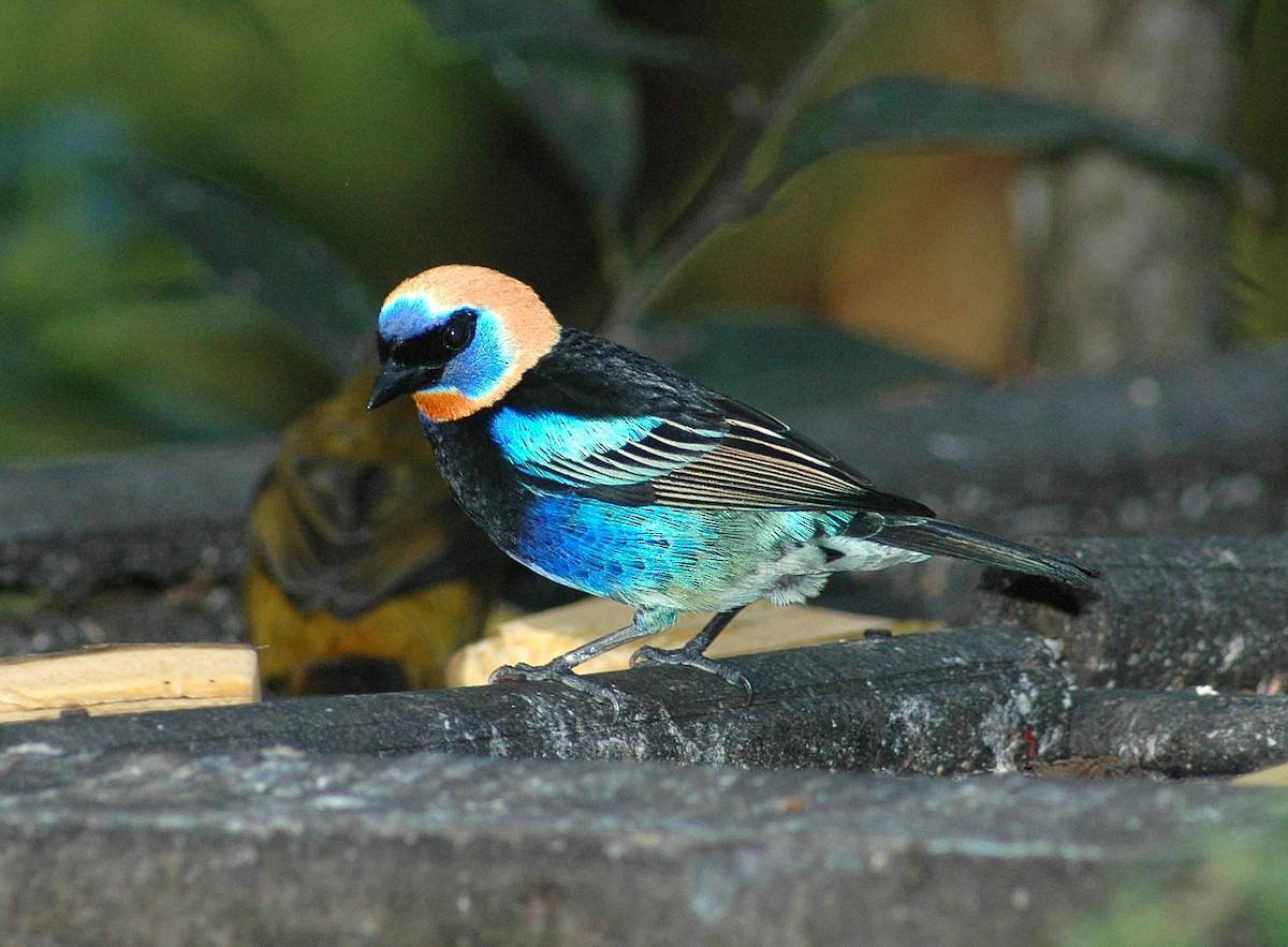 Golden-hooded Tanager - ML652308427