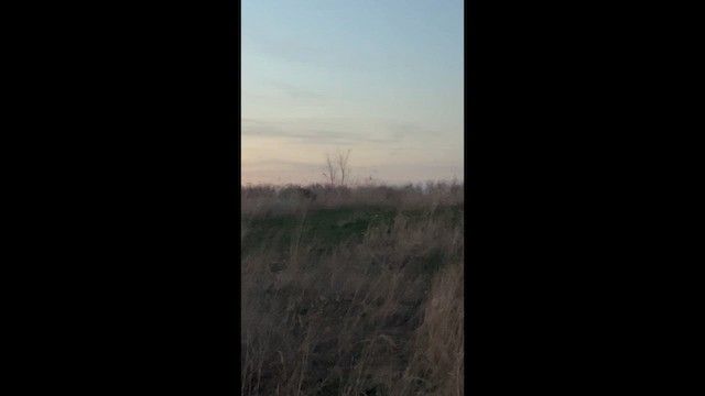 Американский вальдшнеп - ML652308447