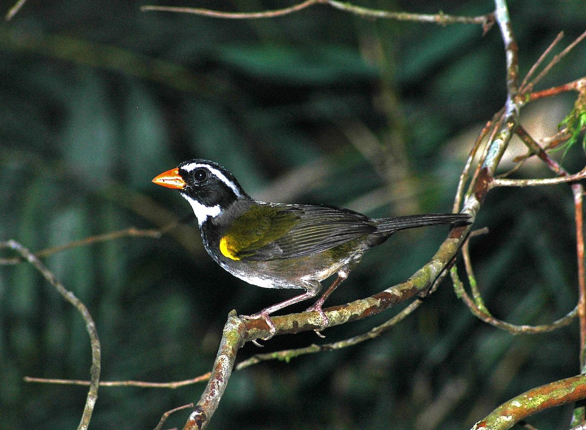 Orange-billed Sparrow - ML652308464