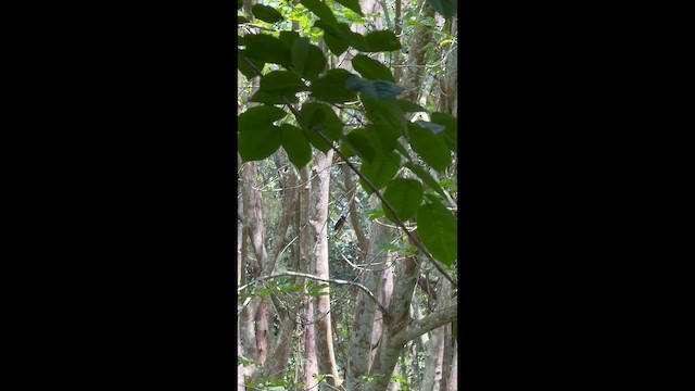 Blue-eared Kingfisher - ML652308490