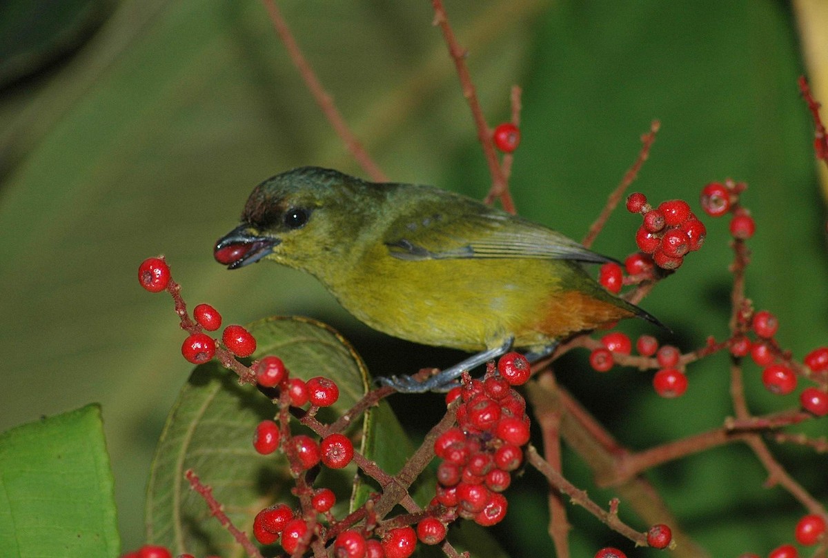 Olive-backed Euphonia - ML652308658