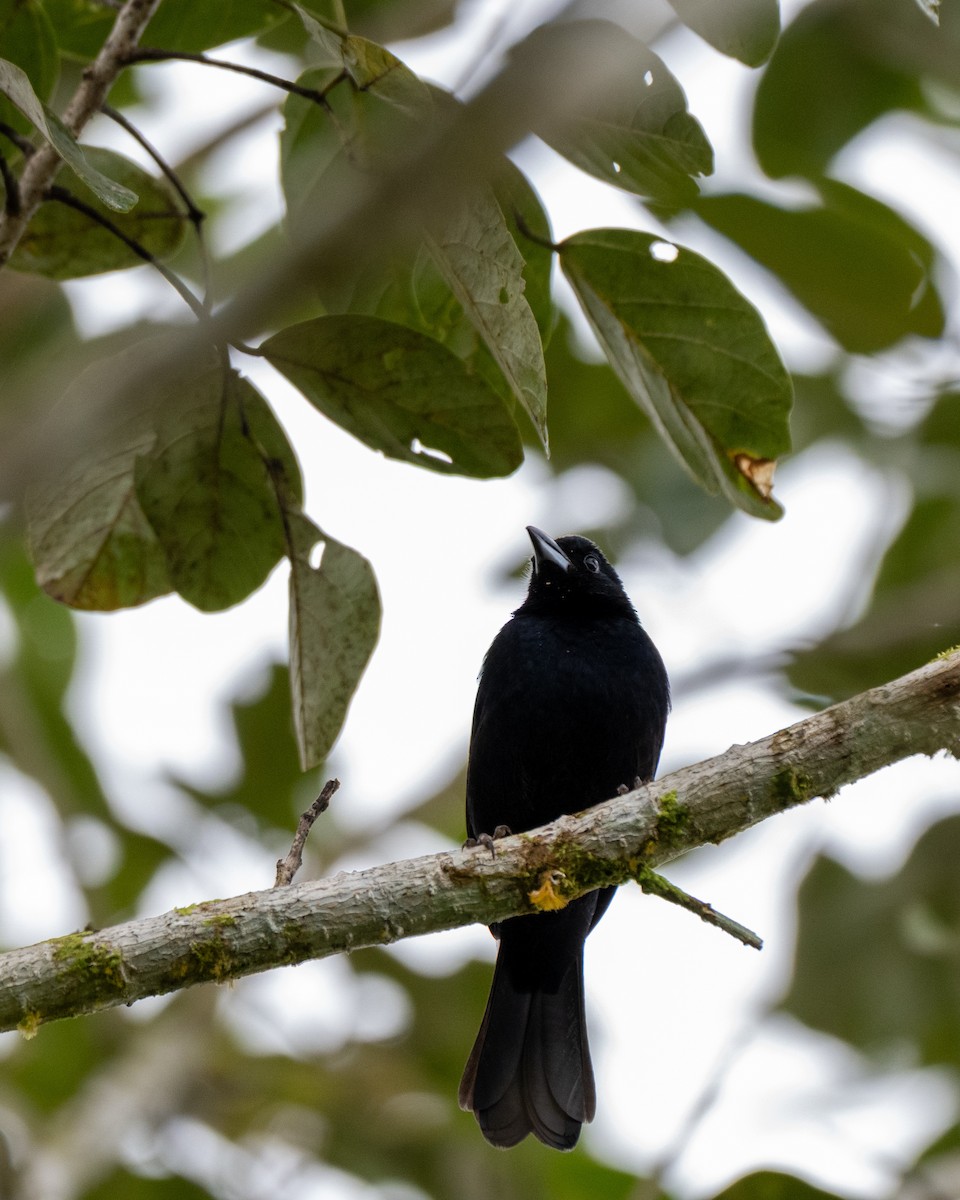 White-lined Tanager - ML652308678