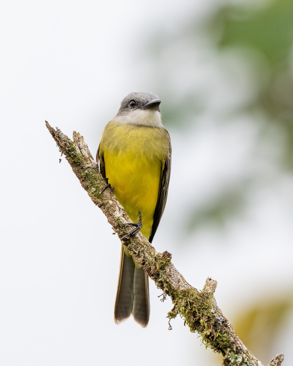 Tropical Kingbird - ML652308702