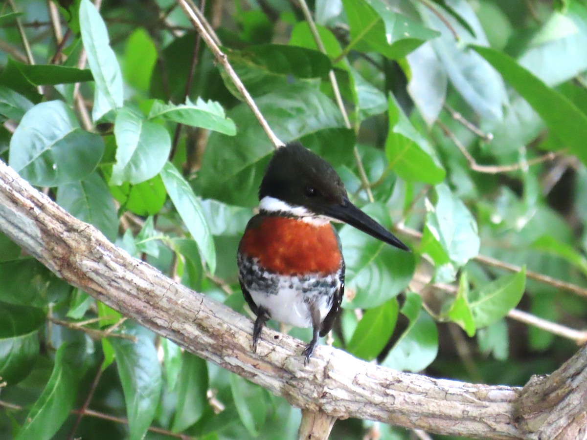 Green Kingfisher - ML652308780