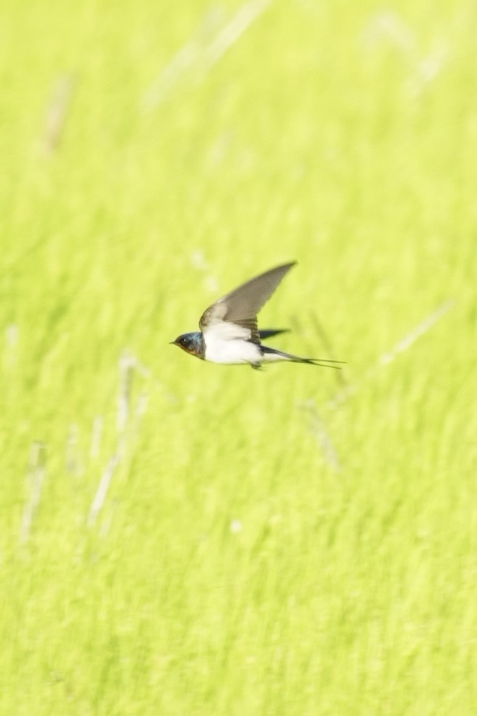 Golondrina Común - ML652308831