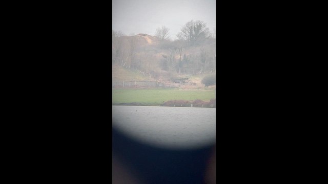 Bank Swallow - ML652308843