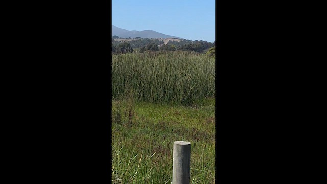 gulvingetrupial - ML652309007