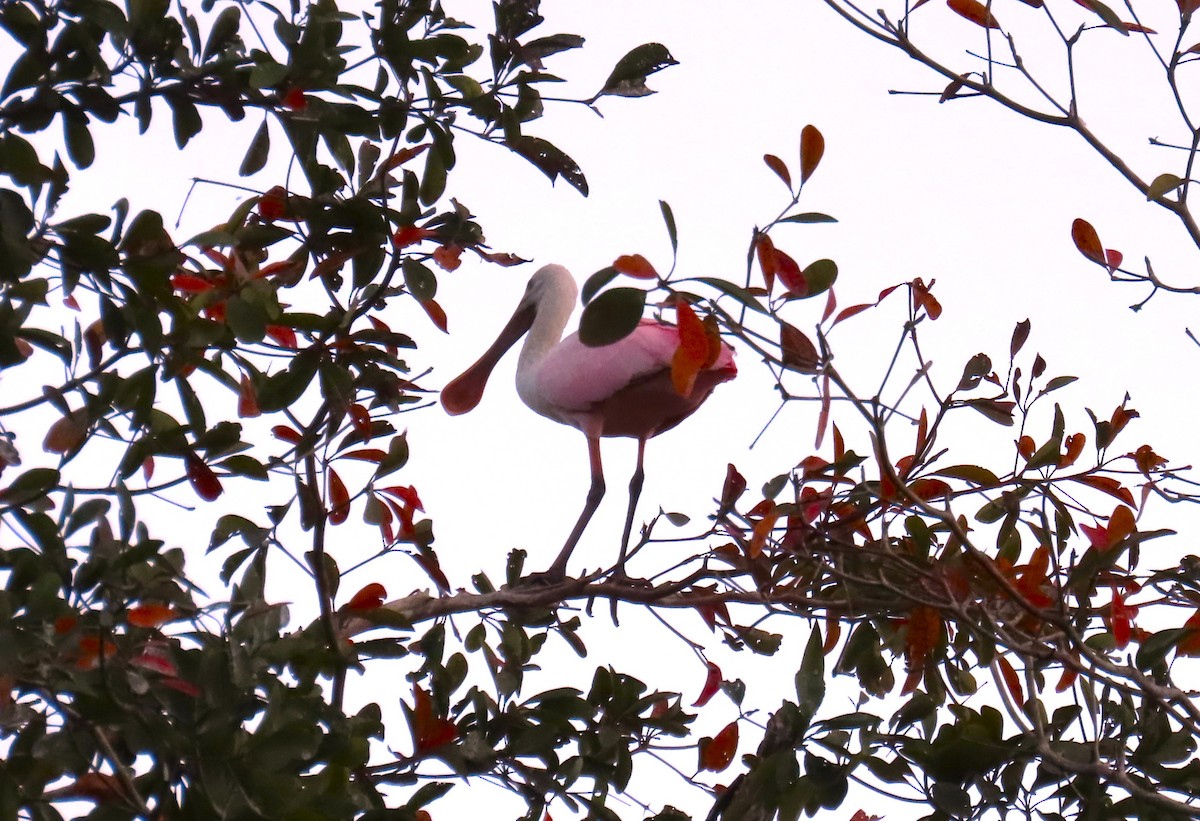Roseate Spoonbill - ML652309034