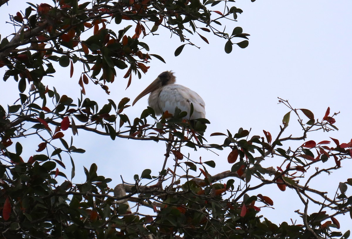 Wood Stork - ML652309223